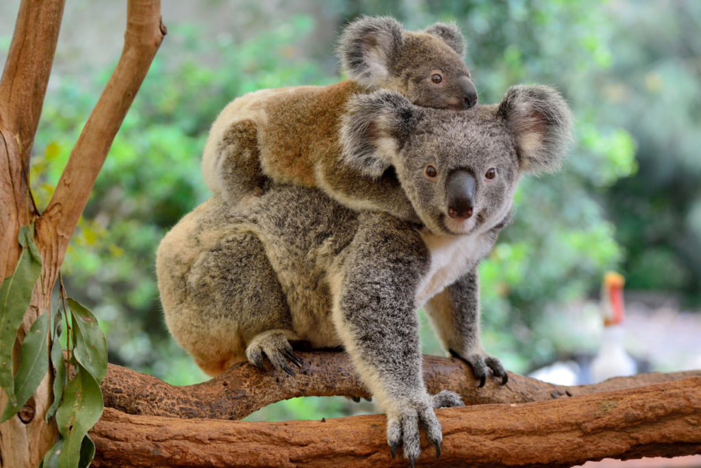Mother koala with baby