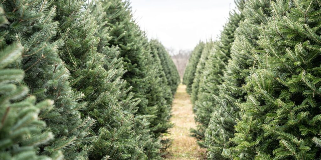Trees in arrow at Christmas tree farm . Christmas traditions around the world: 9  countries in 2025